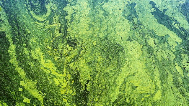 green algae on water surface